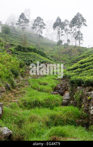 Lipton Tee Ländereien in der Nähe von Dambatenne, Sri Lanka Stockfoto