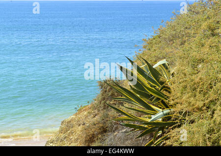 Jahrhundertpflanze. Lateinischer Name Agave Americana 'Variegata' Stockfoto