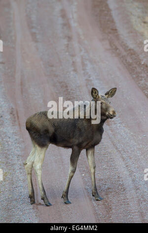 Elch (Alces Alces) Kalb stehend auf Feldweg, Scandinavia Stockfoto