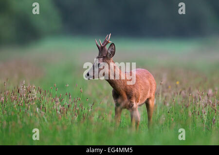 Reh (Capreolus Capreolus) Rehbock auf Nahrungssuche in Wiese am Waldrand im Sommer im August Stockfoto