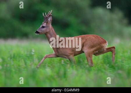 Reh (Capreolus Capreolus) Rehbock ausgeführt obwohl Wiese im Regen im Sommer Stockfoto