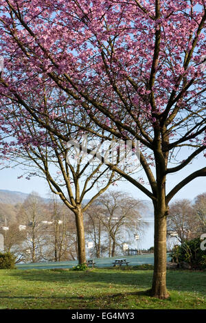 Fiel Fuß Park blühen, Windermere, Lake District, England UK Stockfoto