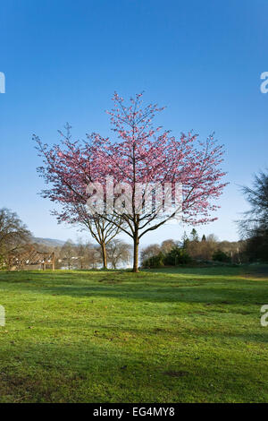 Fiel Fuß Park blühen, Windermere, Lake District, England UK Stockfoto