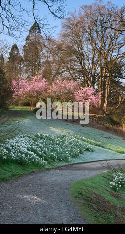 Fiel Fuß Park blühen, Windermere, Lake District, England UK Stockfoto