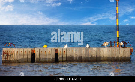 Möwen auf einen hölzernen Liegeplatz am Meer. Stockfoto