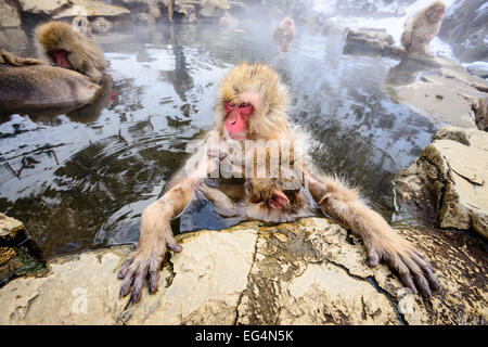 Schneeaffen in Nagano, Japan. Stockfoto