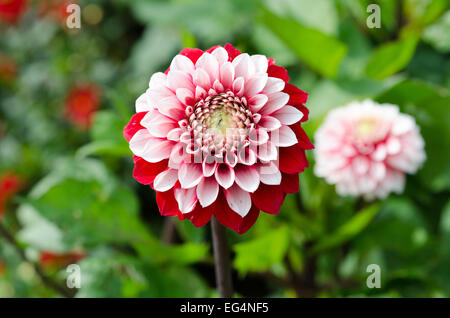 Beutiful Blume in Familie Dahlie rot und schön Rexona Stockfoto