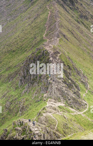 Wanderer auf Striding Edge, Lakelandpoeten, Lake District, Cumbria, England UK Stockfoto