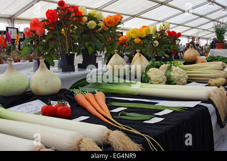 Gemüse bei der Southport Flower Show, Victoria Park, Southport, Merseyside, Großbritannien Stockfoto