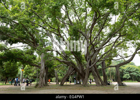 Sao Paulo, Brasilien. 16. Februar 2015. Besucher sind in der Nähe der ficus Baum gesehen (Ficus microcarpa), aka chinesische Banyan, Malaiische Banyan, indischer Lorbeer, Curtain Fig oder gajumaru, an diesem Montag Nachmittag an der Ibirapuera Park während Karneval Urlaub in Sao Paulo, Brasilien. Credit: Andre M. Chang/ARDUOPRESS/Alamy leben Nachrichten Stockfoto