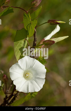 weiße entwickelten Ackerwinde (Convolvulus) auf Hintergrund Stockfoto