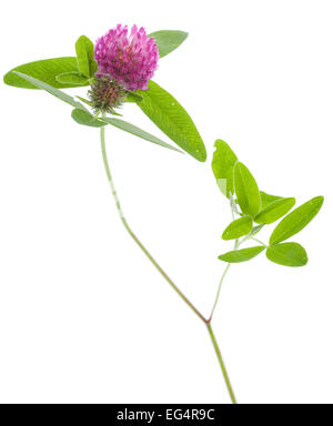 rote Blume Kleeblatt auf weißem Hintergrund Stockfoto