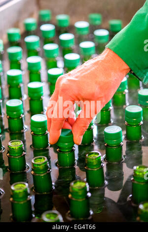 Person, Schraubverschlüsse auf grünen Flaschen auf der Produktionslinie Stockfoto