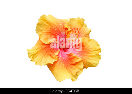 Orange Hibiscus Flower mit Clipping-Pfad Stockfoto