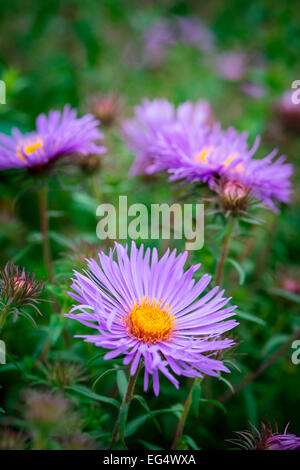 Lila aster Blumen im Garten Stockfoto