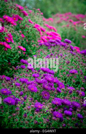 Detail der Garten mit rosa und lila Astern Stockfoto