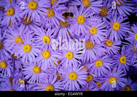 Ansicht von oben von Hummel auf lila aster Blüten Stockfoto