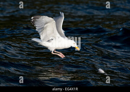 Eine Silbermöwe (Larus Argentatus) Tauchgänge für Fisch Stockfoto