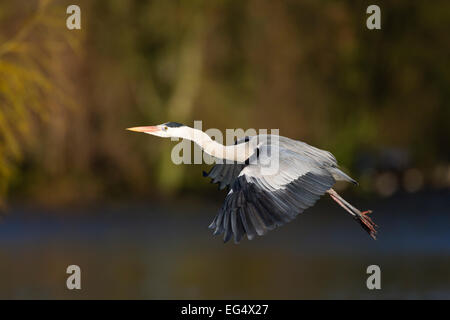 Graureiher (Ardea Cinerea) im Flug, Hertfordshre England UK Stockfoto