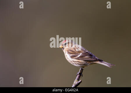 Rot-Umfrage (Zuchtjahr Flammea) thront auf einem Ast vor einem diffusen Hintergrund, Bedfordshire, England UK Stockfoto