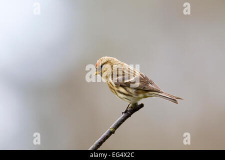 Rot-Umfrage (Zuchtjahr Flammea) thront auf einem Ast vor einem diffusen Hintergrund, Bedfordshire, England UK Stockfoto