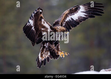 Gefrorene Steinadler (Aquila Chrysaetos) Landung; Utajärvi Finnland Stockfoto