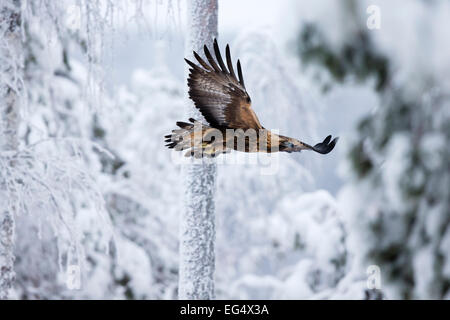 Steinadler (Aquila Chrysaetos) im Flug, Utajärvi Finnland Stockfoto