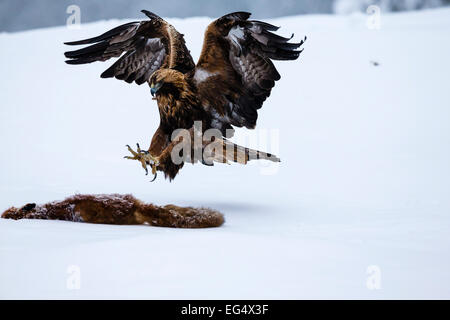 Steinadler (Aquila Chrysaetos) Landung auf einem Rotfuchs (Vulpes Vulpes) Korpus; Kuusamo, Finnland Stockfoto