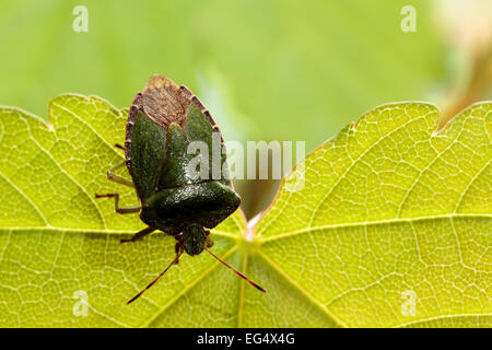 Gemeinsamen grünen Shieldbug (Palomena Prasina) Stockfoto