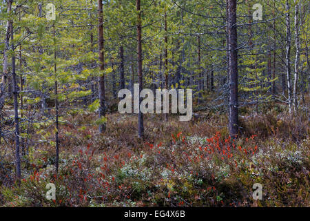 Borealen Wald, Viiksimo Finnland Stockfoto