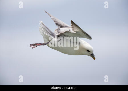 Fulmar (Fulmaris Cyclopoida) im Flug; Orkney Schottland, Vereinigtes Königreich Stockfoto