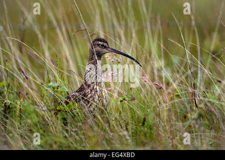 Brachvogel (Numenius Arquata) lange Gras; Orkney Schottland, Vereinigtes Königreich Stockfoto