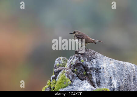 Ein Rock-Pieper (Anthus Spinoletta) sitzt auf einem Felsen Stockfoto