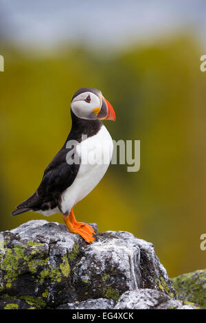 Ein Papageientaucher (Fratercula Arctica) auf einem Felsen steht; Orkney Schottland, Vereinigtes Königreich Stockfoto