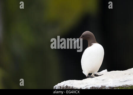 Guillemot (Uria Aalge) steht auf einer Klippe; Isle of May, Schottland, Vereinigtes Königreich Stockfoto