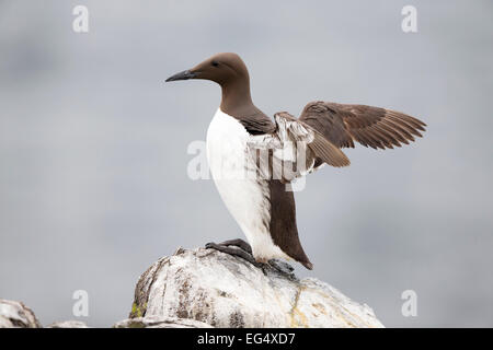 Guillemot (Uria Aalge) steht auf einer Klippe und mit den Flügeln; Isle of May, Schottland, Vereinigtes Königreich Stockfoto