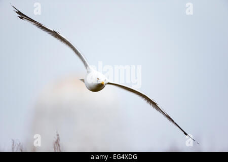 Dreizehenmöwe (Rissa Tridactyla) im Flug; Isle of Mai Schottland Stockfoto