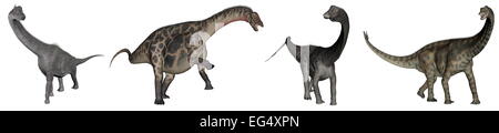Jurassic Sauropod Dinosaurier: Brachiosaurus, Dicraeosaurus und Diplodocus Spinophorosaurus - 3D render Stockfoto