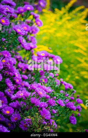 Lila Astern (Aster amellus) im staudengarten Grenze Stockfoto