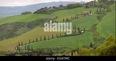 Kurve-Straße mit Zypressen in Val D'Orcia, Italien Stockfoto