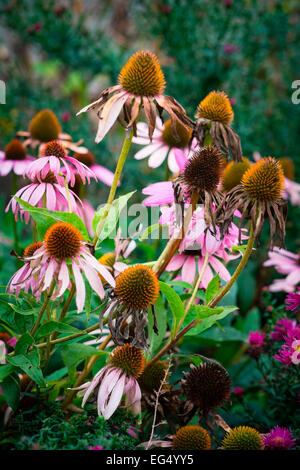 Echinacea Purpurea lila Kegel Blumen Stockfoto