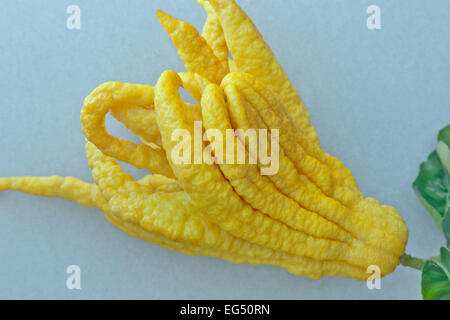 Buddhas Hand, essbare Früchte "Citrus Medica". Stockfoto