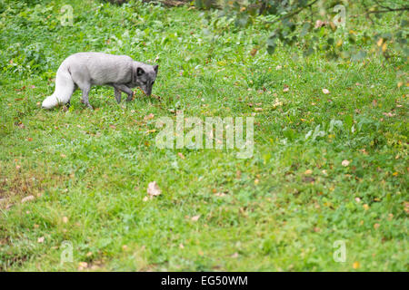 Polarfuchs im Sommer auf der grünen Wiese Stockfoto