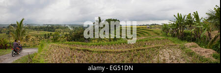 Reis-Terrassen in Jatiluwih in Bali, Indonesien Stockfoto