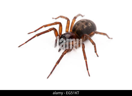 Eine Assel-Spinne (Dysdera Crocata) Stockfoto