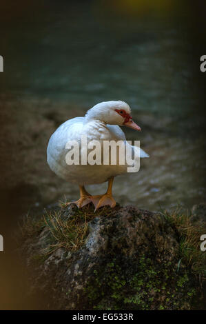 Canard de Barbarie Dans cascade de Sillans Var Frankreich 83 Stockfoto