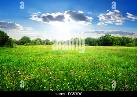 Feldblumen auf einer schönen Wiese Stockfoto