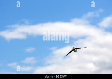 Papageientaucher (Fratercula Arctica) im Flug, Farne Islands Stockfoto