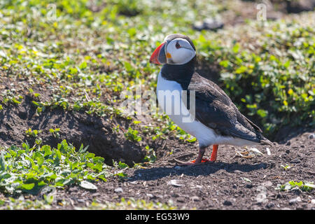 Papageientaucher (Fratercula Arctica) auf Farne Islands Stockfoto