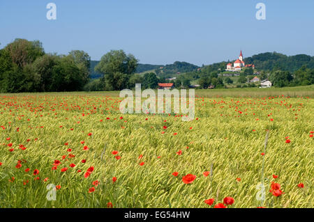 Bereich der Gerste mit Kirche im Hintergrund Stockfoto